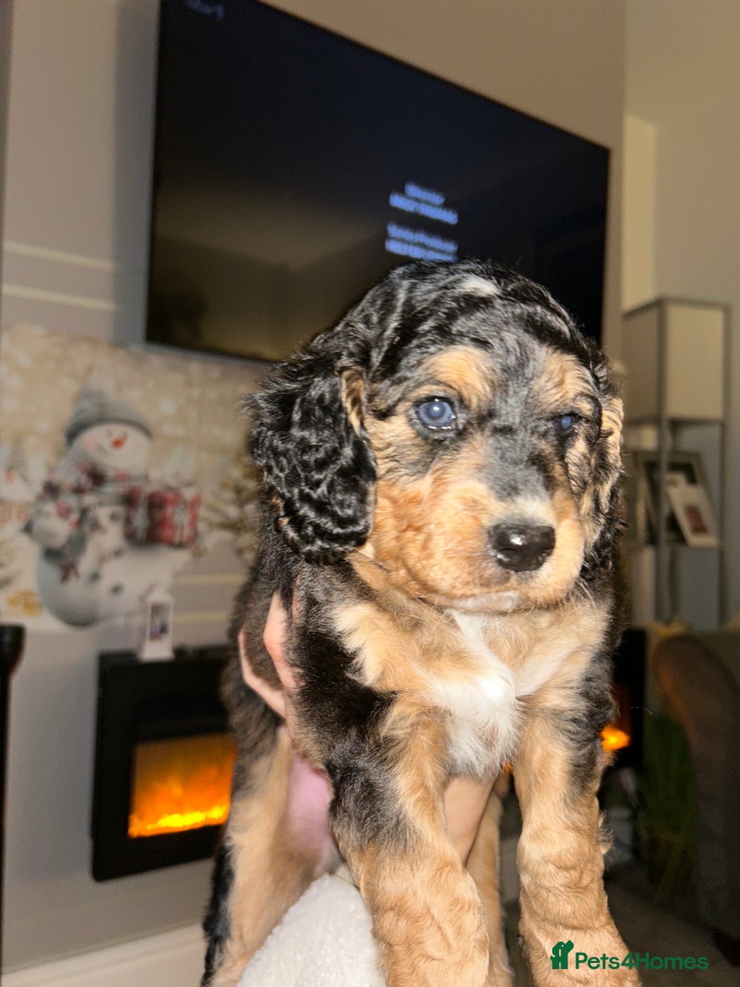 Cockapoo dogs for sale: 2 Cockapoo pups - Advert 4