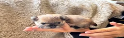 Pomeranian dogs for sale: Orange sable teddy bear type Pomeranians  - Advert 19