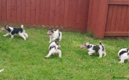Fox Terrier dogs for sale: KC Reg Wire Fox Terrier Puppies READY NOW - Image 25