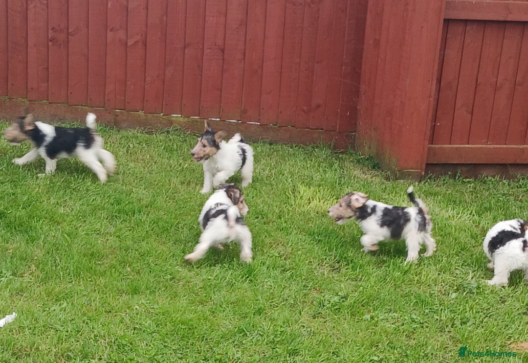 Fox Terrier dogs for sale: KC Reg Wire Fox Terrier Puppies READY NOW - Image 25