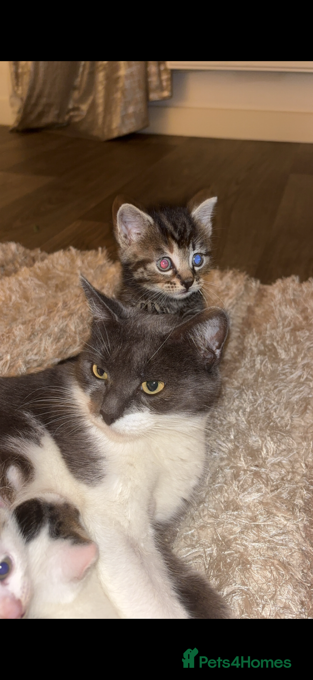 Mixed Breed cats for sale: Beautiful patched tabbies looking for homes  - Image 15