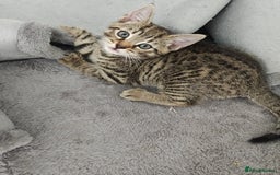 Bengal cats for sale: Bengal mix kittens - Image 8