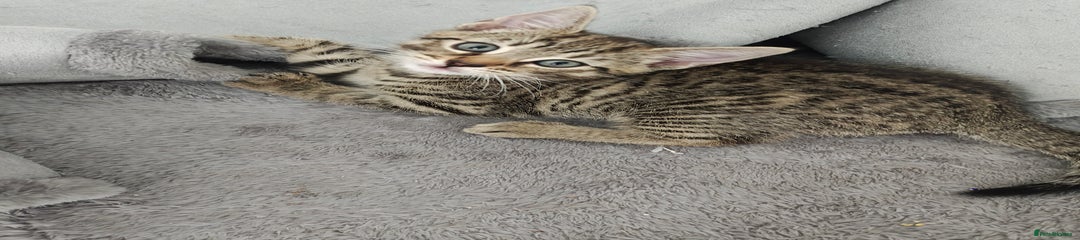 Bengal Kitten 3