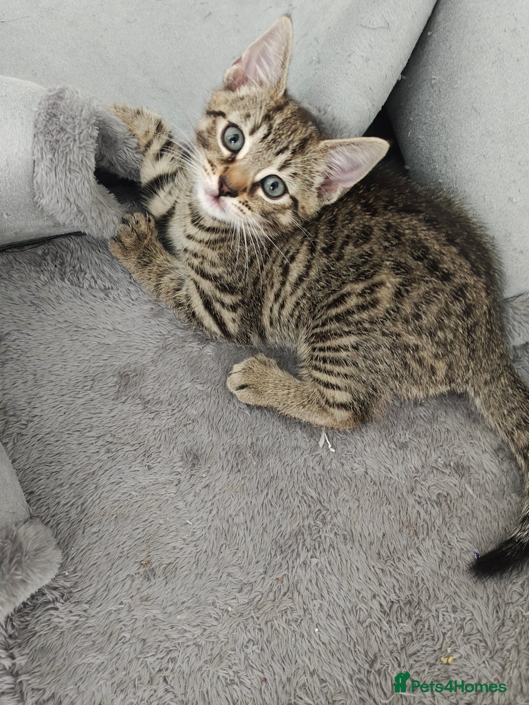 Bengal cats for sale: Bengal mix kittens - Image 8