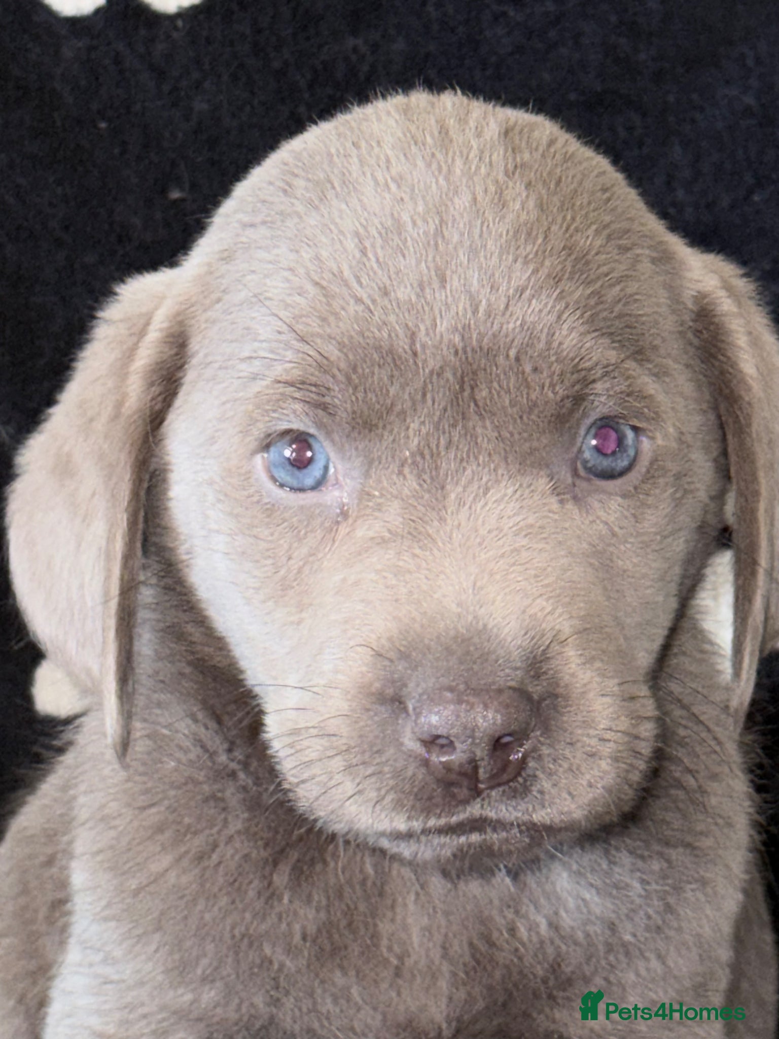 Labrador Retriever dogs KC SILVER-CHARCOAL-CHAMPAGNE Labradors  - Advert 5