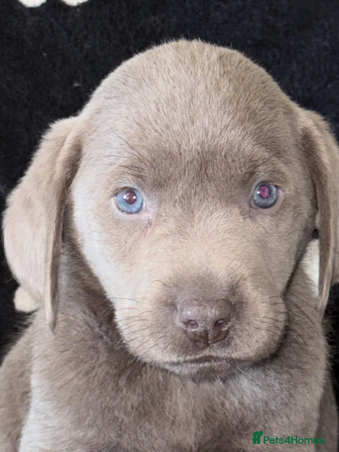 Labrador Retriever dogs for sale: KC SILVER-CHARCOAL-CHAMPAGNE Labradors  - Advert 1