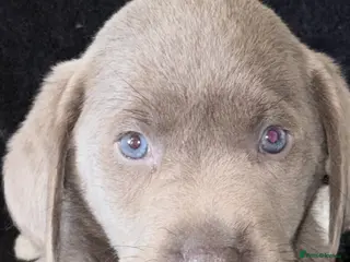 Labrador Retriever dogs KC SILVER-CHARCOAL-CHAMPAGNE Labradors - Advert 5