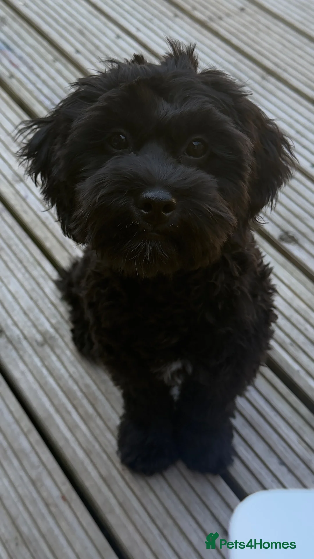 Shihpoo dogs for sale: Beautiful 6 month old Wilbur 💙 - Advert 2