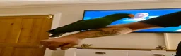 Parrots birds for sale: Male Eclectus parrot - Advert 2