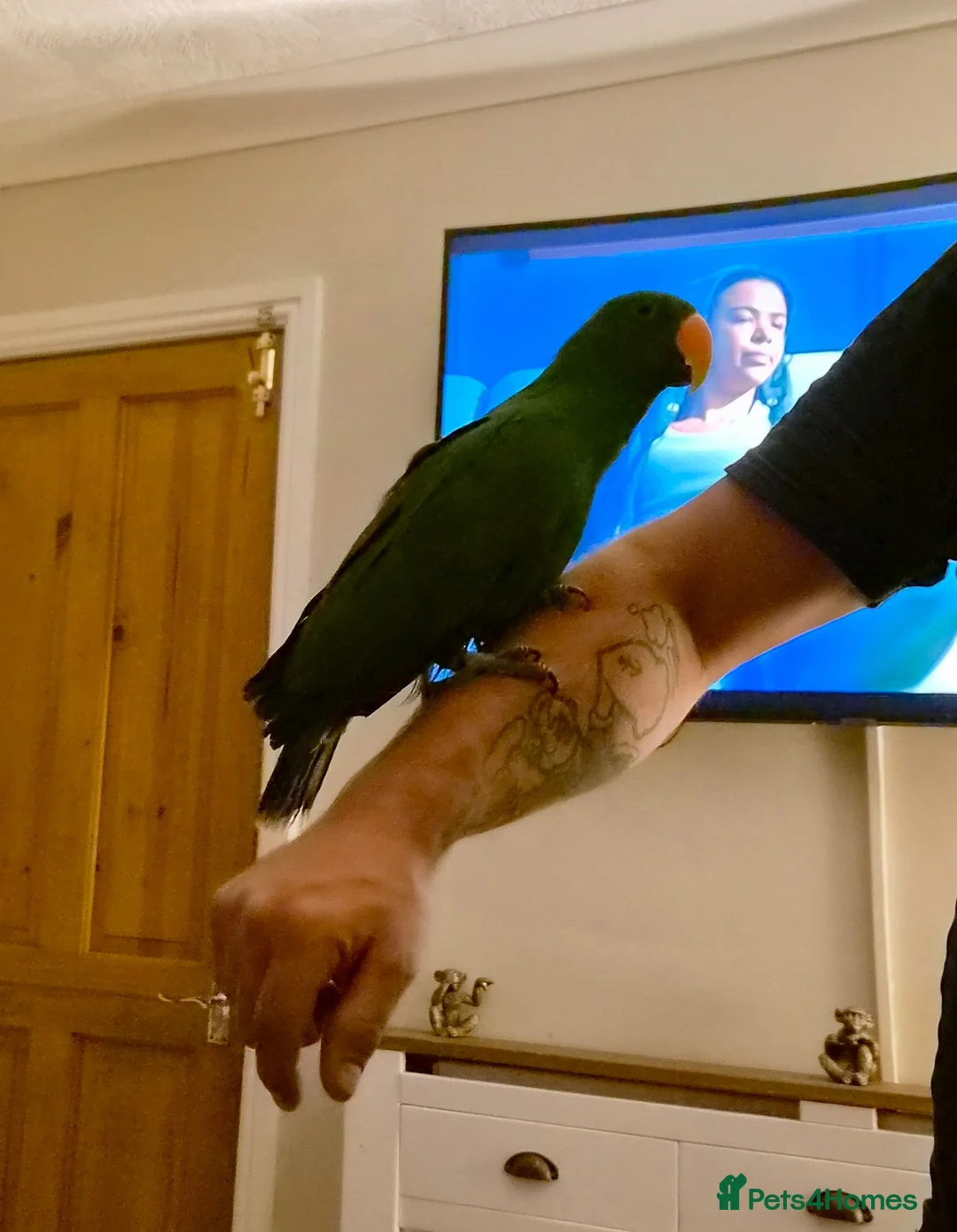Parrots birds for sale: Male Eclectus parrot - Advert 2