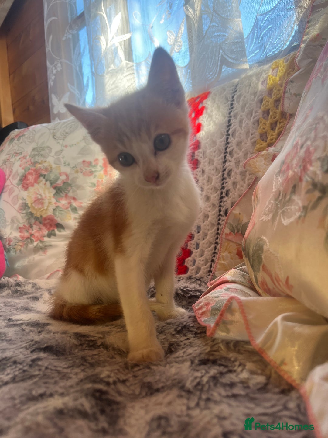 Mixed Breed cats for sale: Two boy kittens  - Image 5