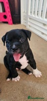 Staffordshire Bull Terrier dogs - Advert 4