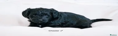 Chester