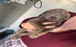 Labrador Retriever dogs for sale: Stunning silver Labradors  - Image 17