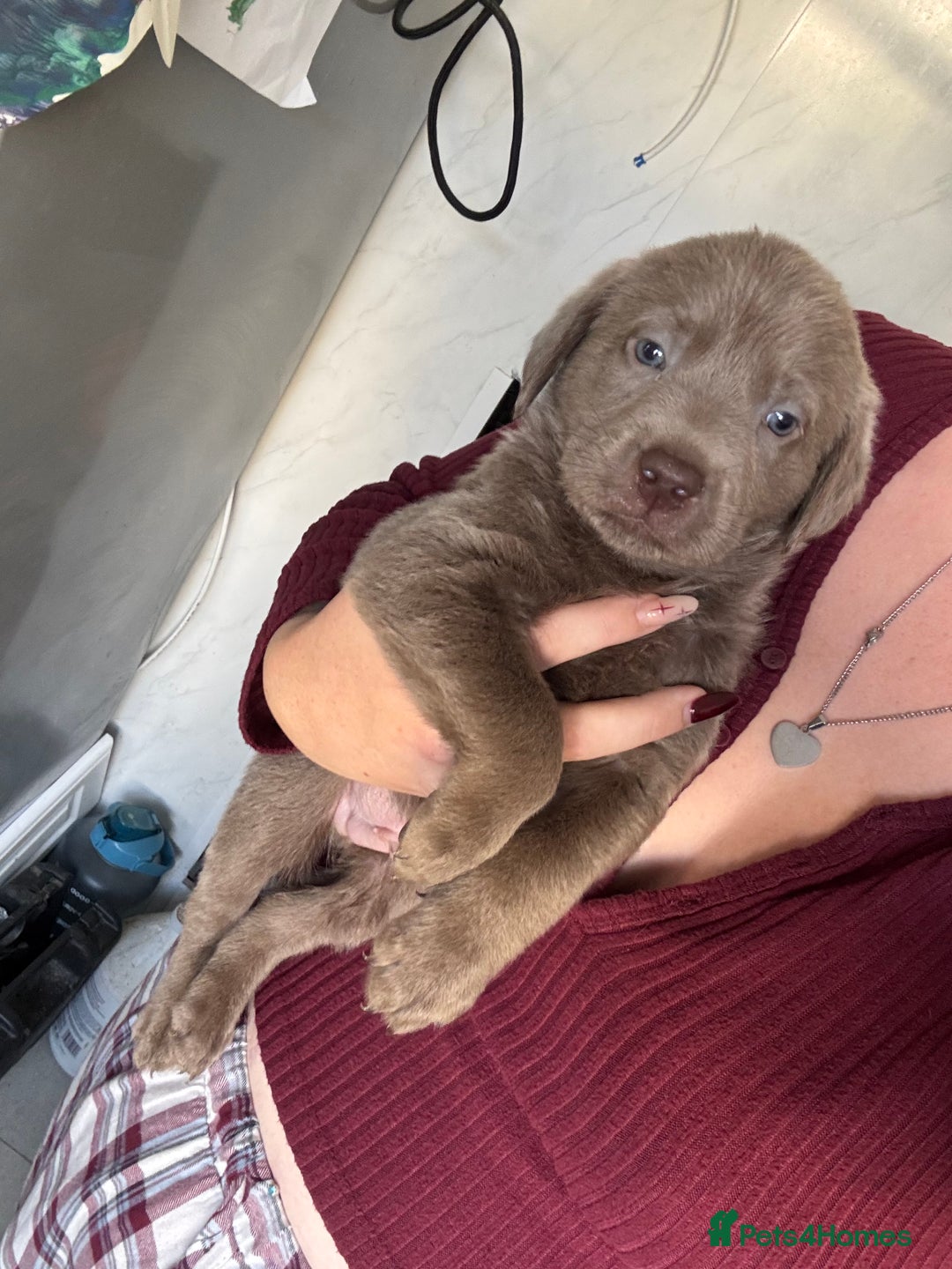 Labrador Retriever dogs for sale: Stunning silver Labradors  - Image 17