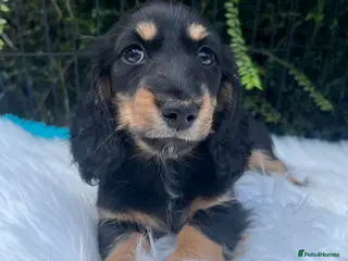 Miniature Dachshund dogs Beautiful KC Mini L/H dachshund puppies - Advert 15