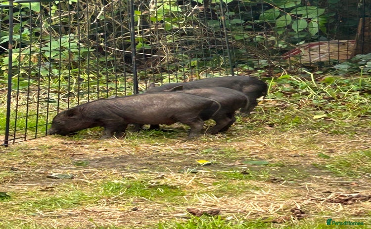 Pig livestock - Advert 1