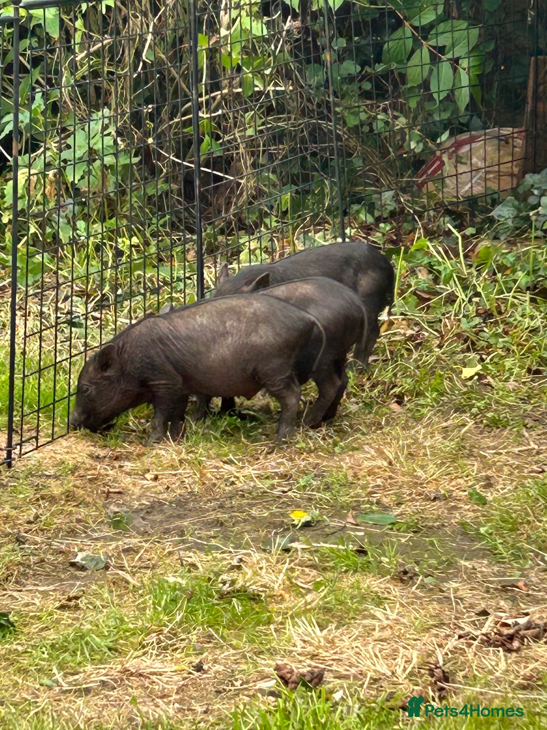Pig livestock for sale: Three male pigs - Image 1