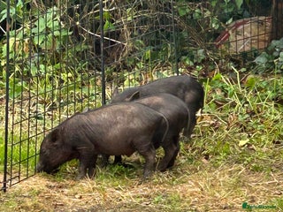 Pig livestock for sale - Advert 1