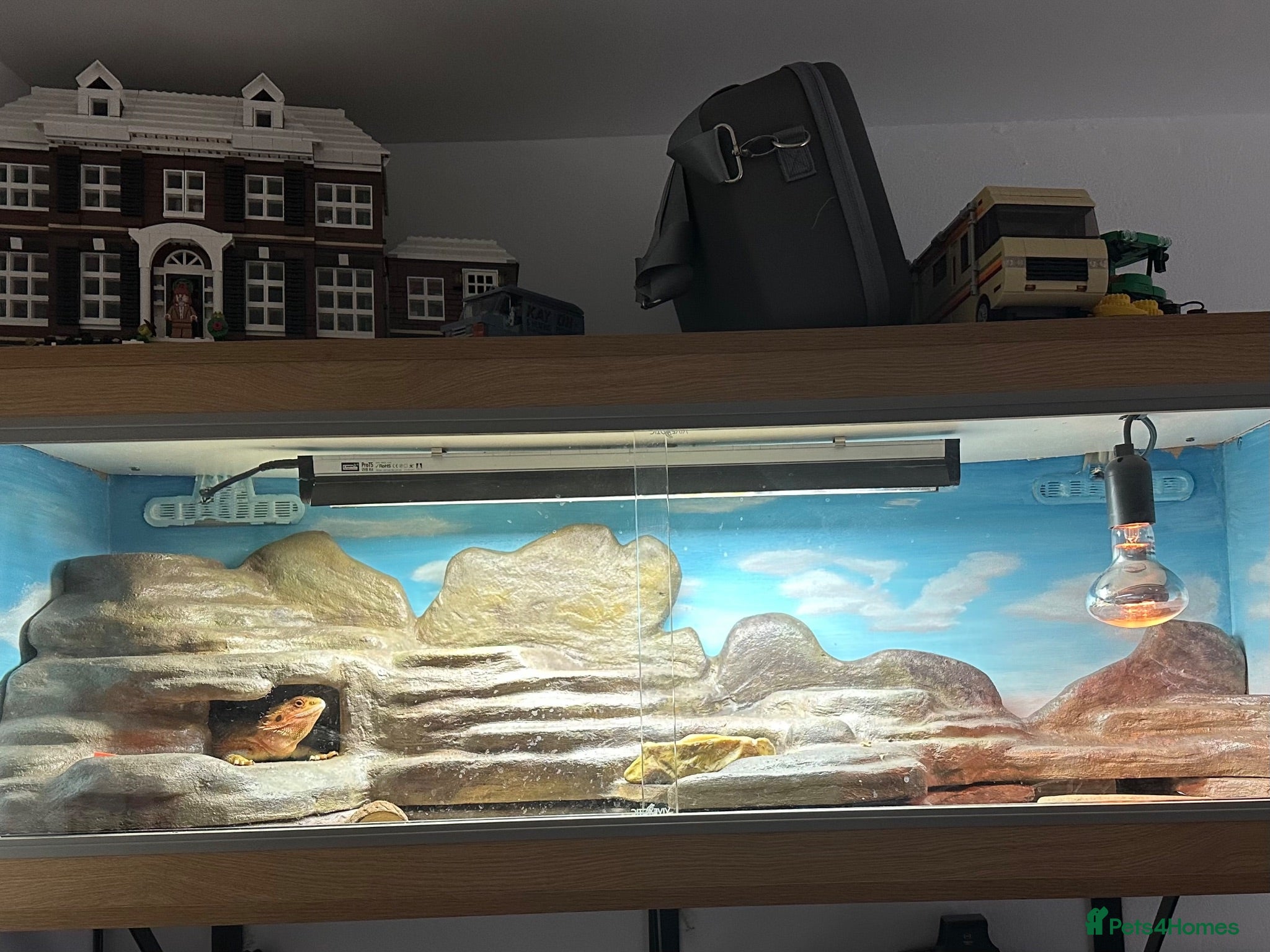 Bearded Dragon reptiles 10 month old female bearded dragon  - Advert 1