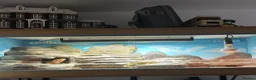 Bearded Dragon reptiles for sale: 10 month old female bearded dragon  in Pembroke Dock - Advert 1