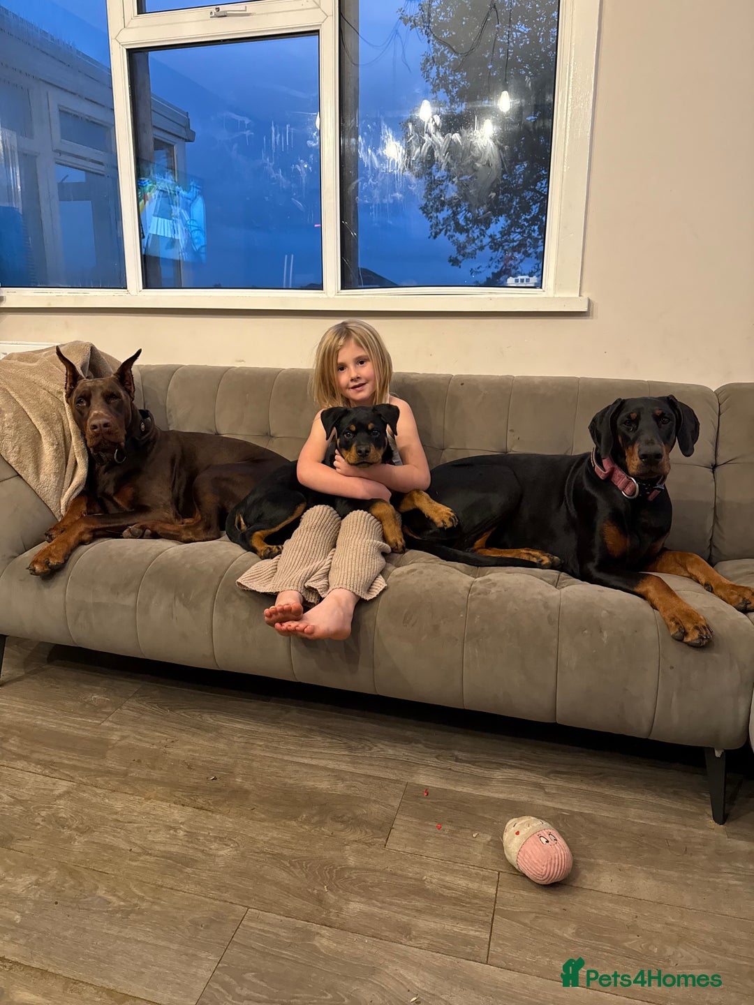 Dobermann dogs for sale: OUSTANDING DOBERMAN PUPS - READY MID FEB - Advert 2