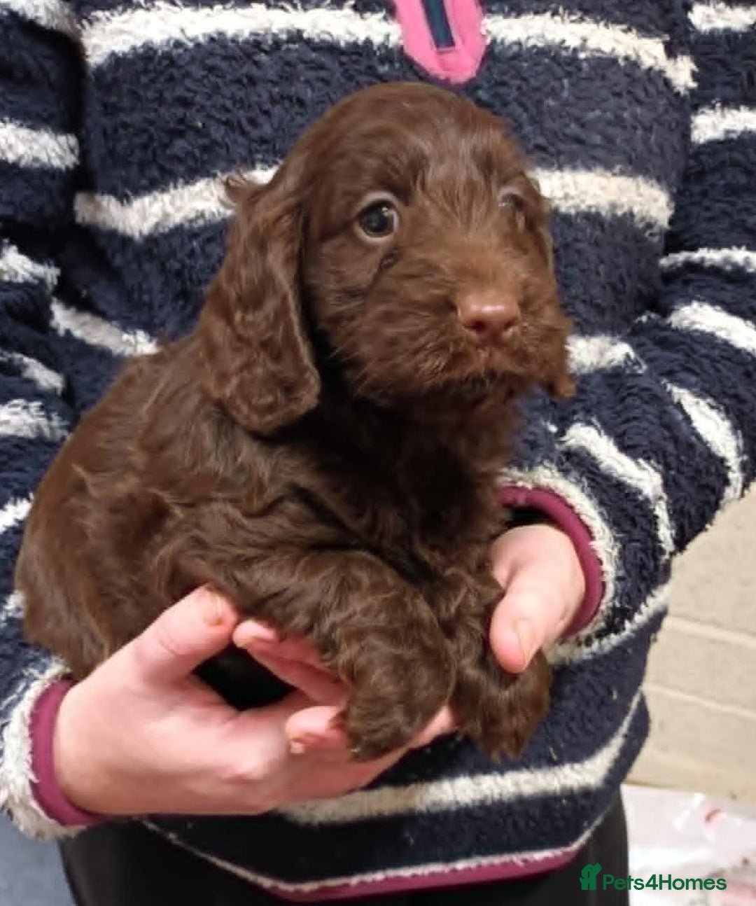Cockapoo dogs for sale: CHOCOLATE COCKAPOOS FROM LICENCED BREEDER - Advert 9