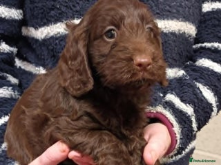 Cockapoo dogs CHOCOLATE COCKAPOOS FROM LICENCED BREEDER - Advert 1