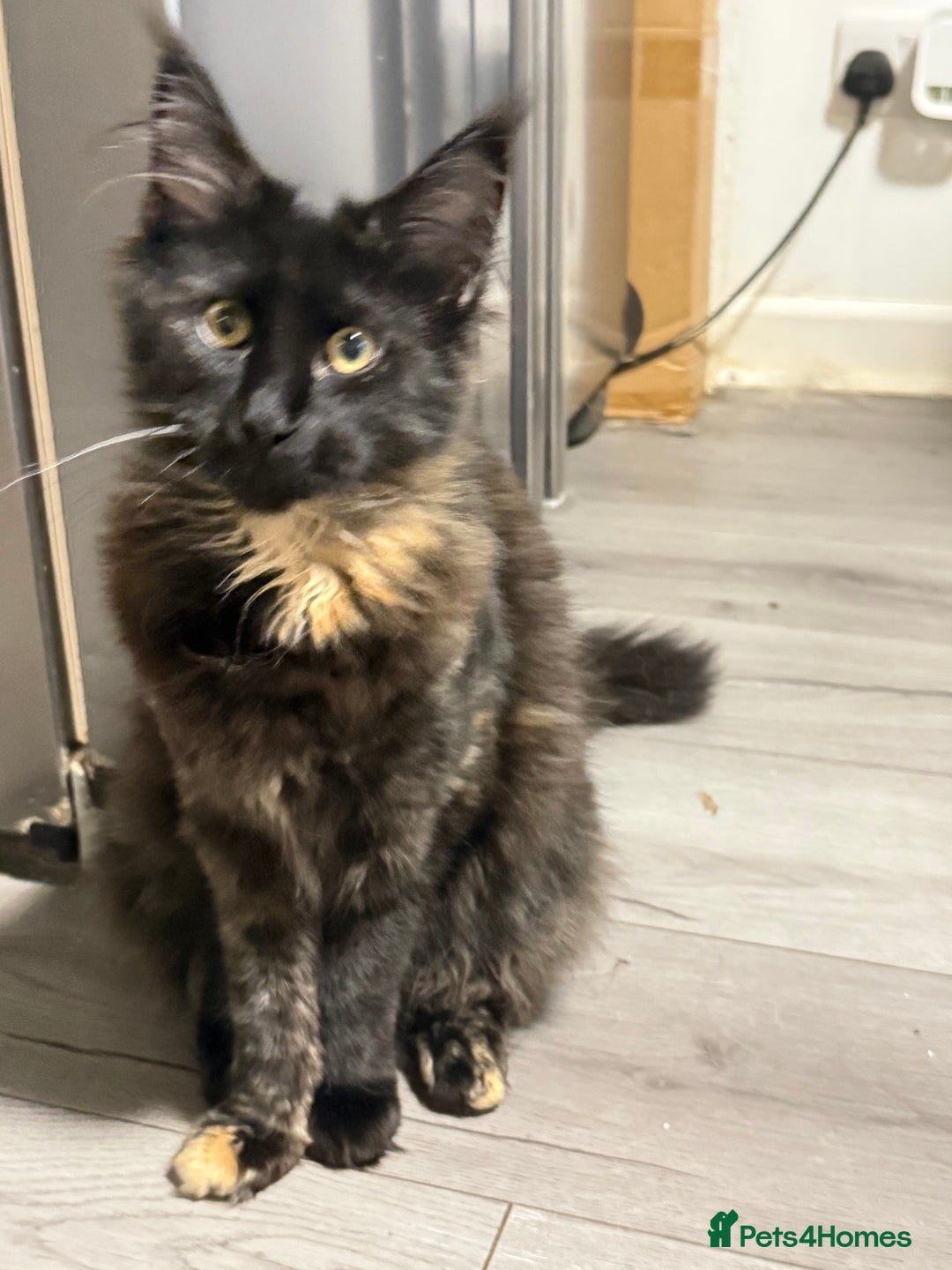 Maine Coon cats for sale:  Maine Coon Kittens Looking for Loving Homes 🐾 - Advert 9