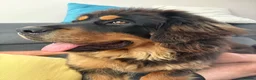 Tibetan Mastiff dogs for sale: Brenda needs a home  in Ashford - Advert 7