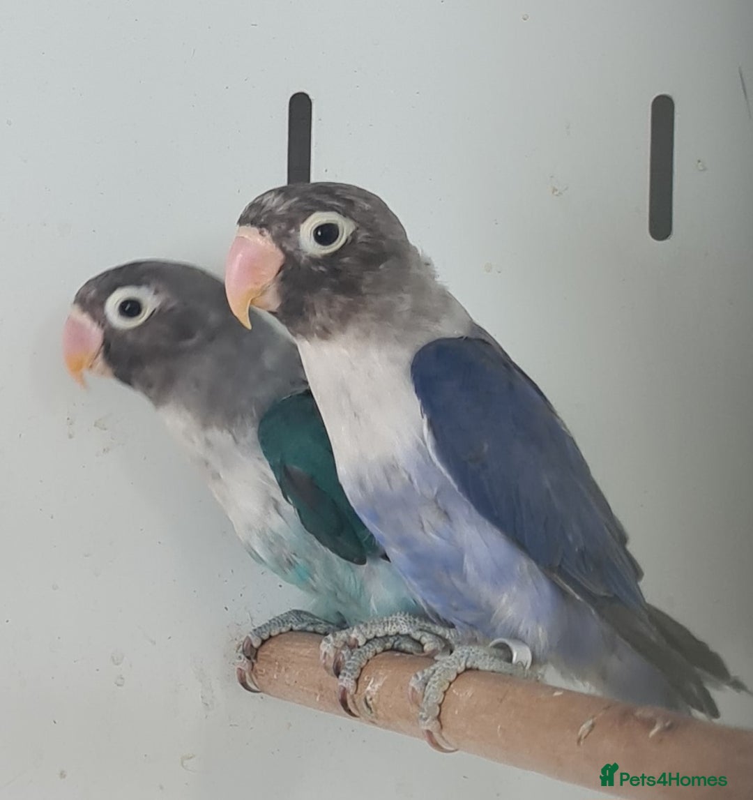 Lovebirds birds for sale: Lovely Lovebirds - Image 5