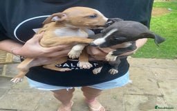 Mixed Breed dogs for sale: Italian greyhound cross whippet - Image 3