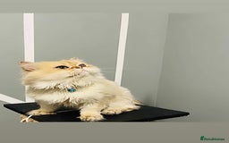 British Longhair cats for stud: 🐾🐾🐱Pretty boy looking for a girl 🐱🐾🐾 in Luton - Image 8