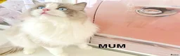 Ragdoll cats for sale: READY NOW *** INDOOR FULL PEDIGREE RAGDOLL KITTENS - Advert 26