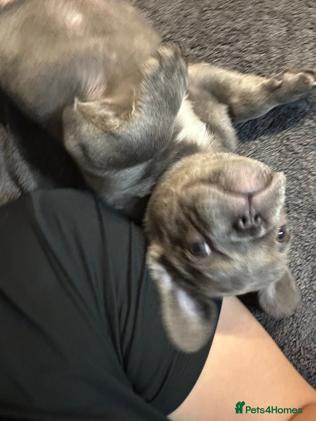 French Bulldog dogs for sale: French bulldogs , one fluffy (like his mum)  - Image 28