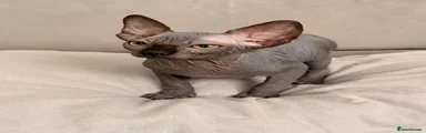 Sphynx Kitten 2