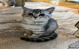 Persian cats for sale: Persian Cross Kittens - GCCF Registered parents - Image 10