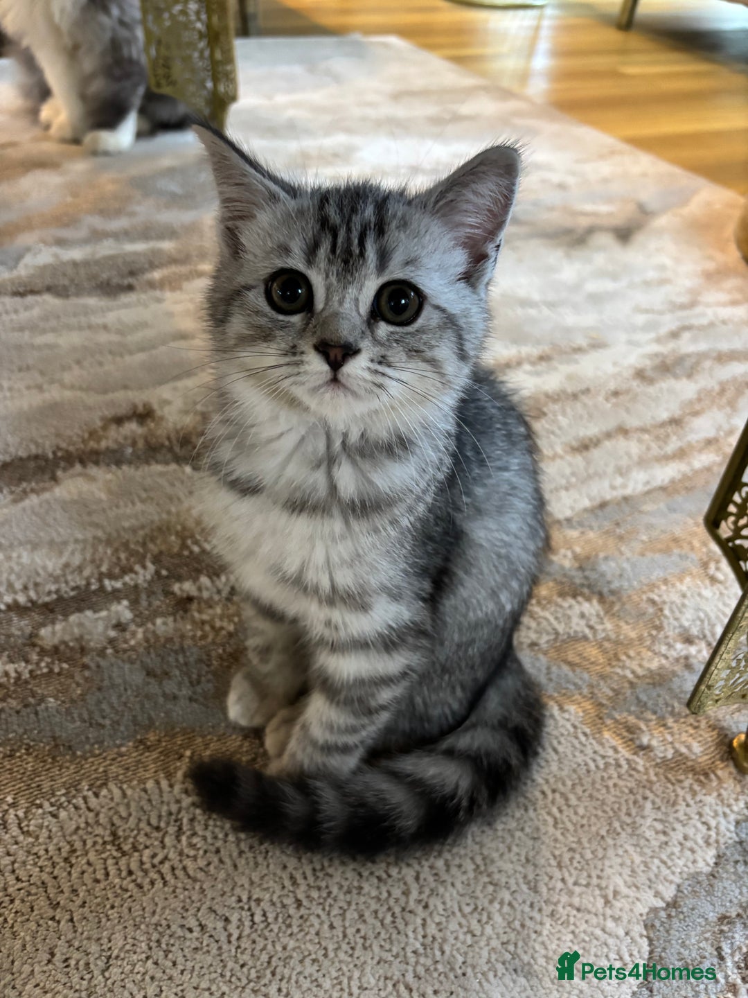 Persian cats for sale: Persian Cross Kittens - GCCF Registered parents - Image 10