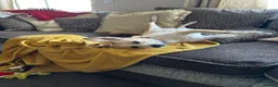 Mixed Breed dogs for sale: Amber in Tidworth - Advert 3