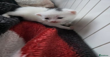 Mixed Breed cats Mixed kittens😻😽Ragdoll x domestic 🙀👌 - Advert 16