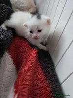 Mixed Breed cats Mixed kittens😻😽Ragdoll x domestic 🙀👌 - Advert 16