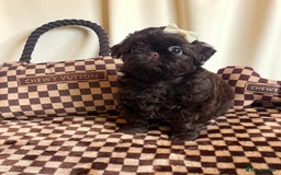 Shih Tzu dogs for sale: Stunning KC chocolate imperial Shihtzu puppies - Image 12
