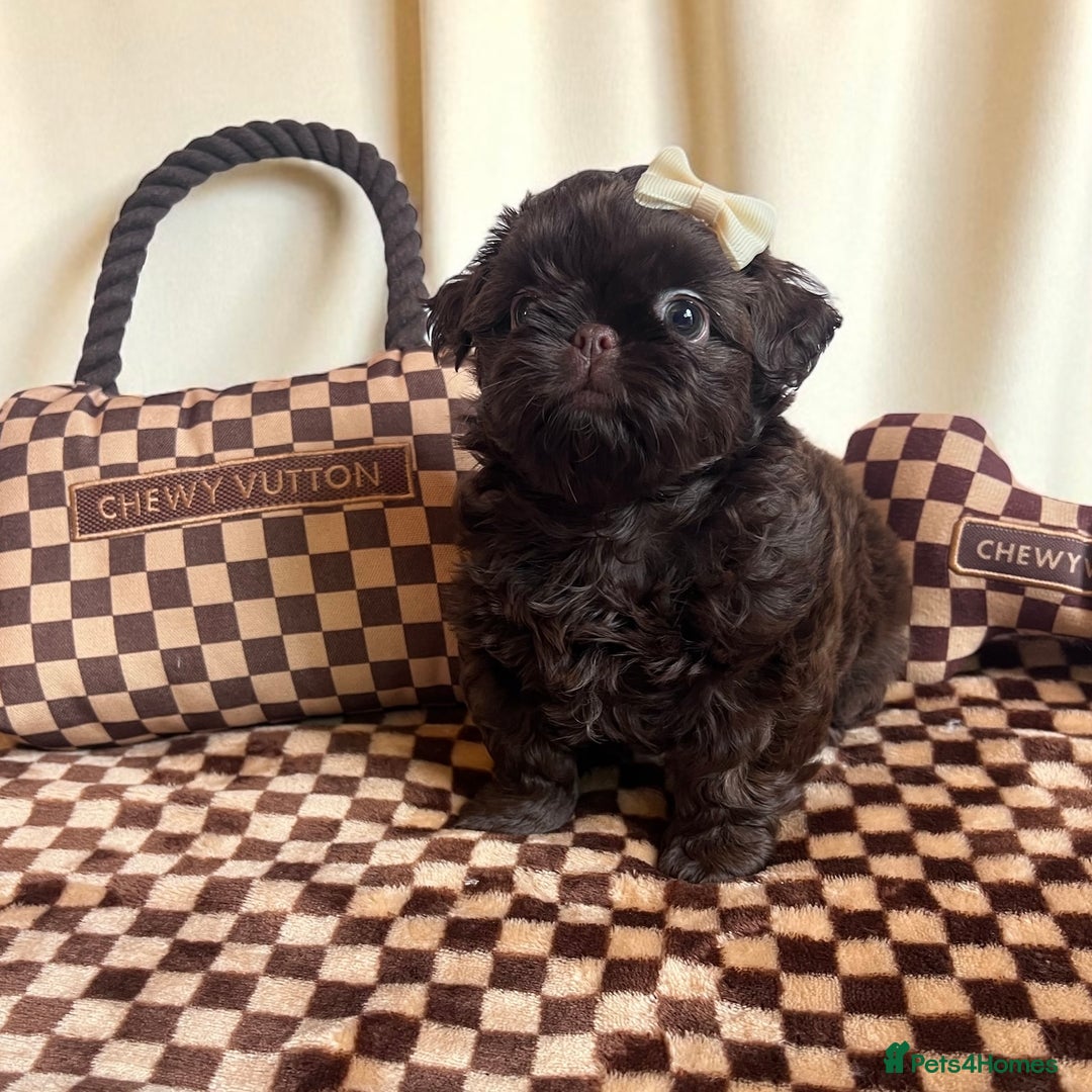 Shih Tzu dogs for sale: Stunning KC chocolate imperial Shihtzu puppies - Image 12