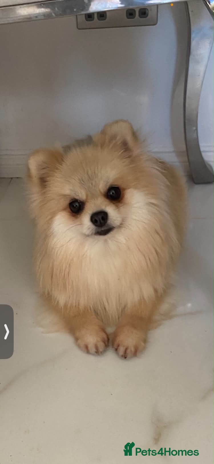 Pomeranian dogs Gorgeous Pom Boy - Advert 1
