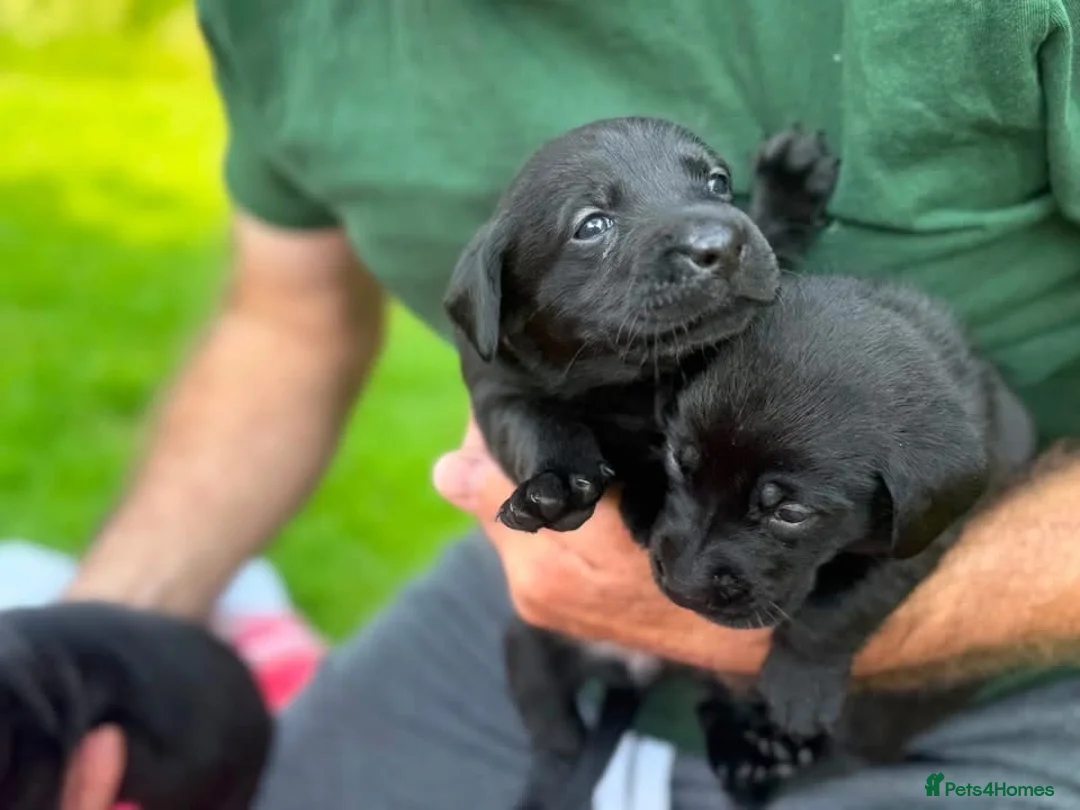 Labrador Retriever dogs for sale: Lovely Litter of KC Registered Labrador Puppies  in Castle Douglas - Advert 6
