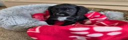 Cocker Spaniel dogs for sale: Amazing Working type Cocker Spaniels - Advert 29