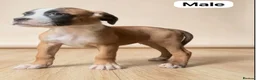 American Bulldog dogs for sale: American Bulldog Puppies - Advert 14