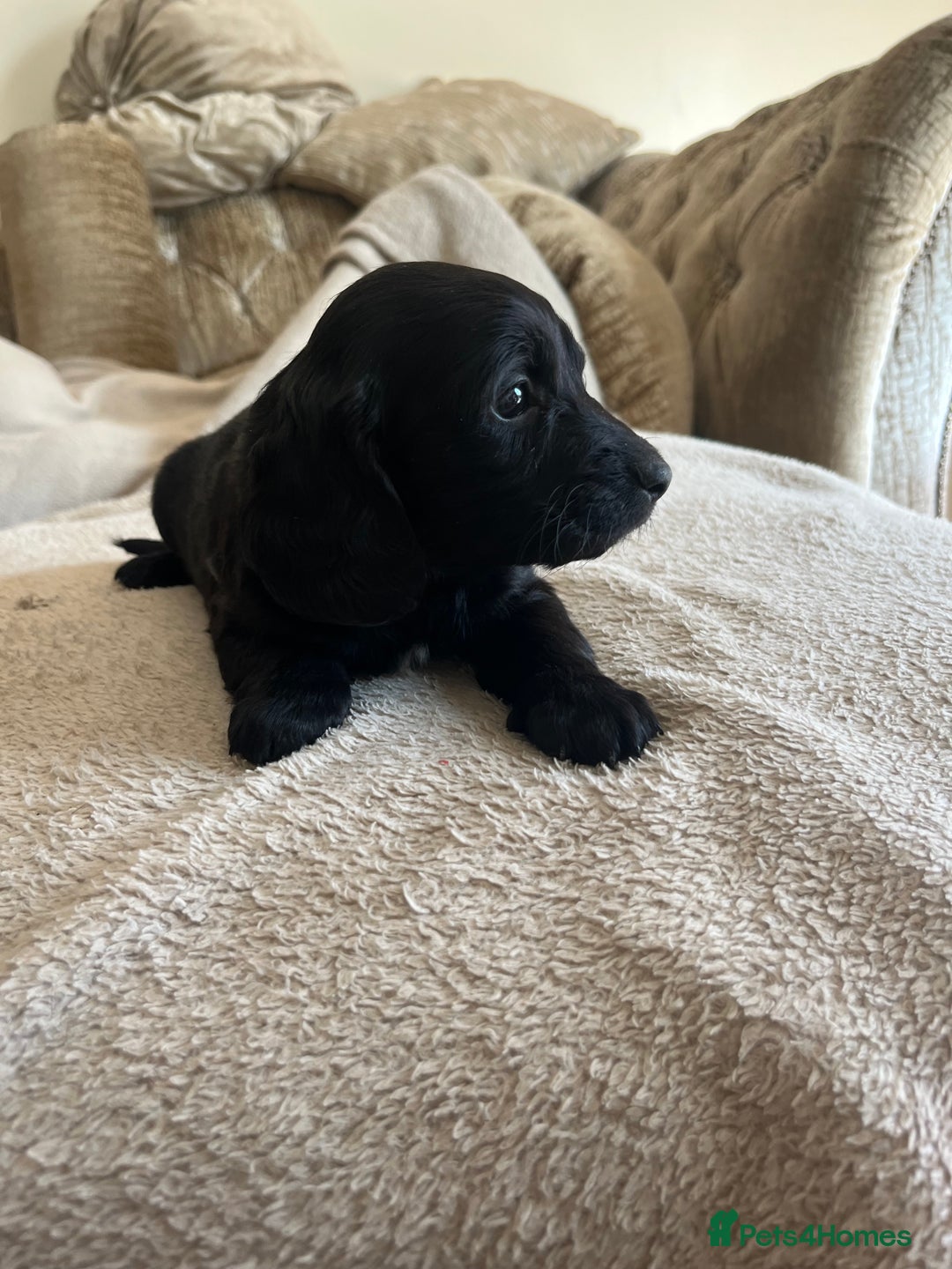Cockapoo dogs for sale: Cockapoo Puppies looking for their forever home! - Image 3