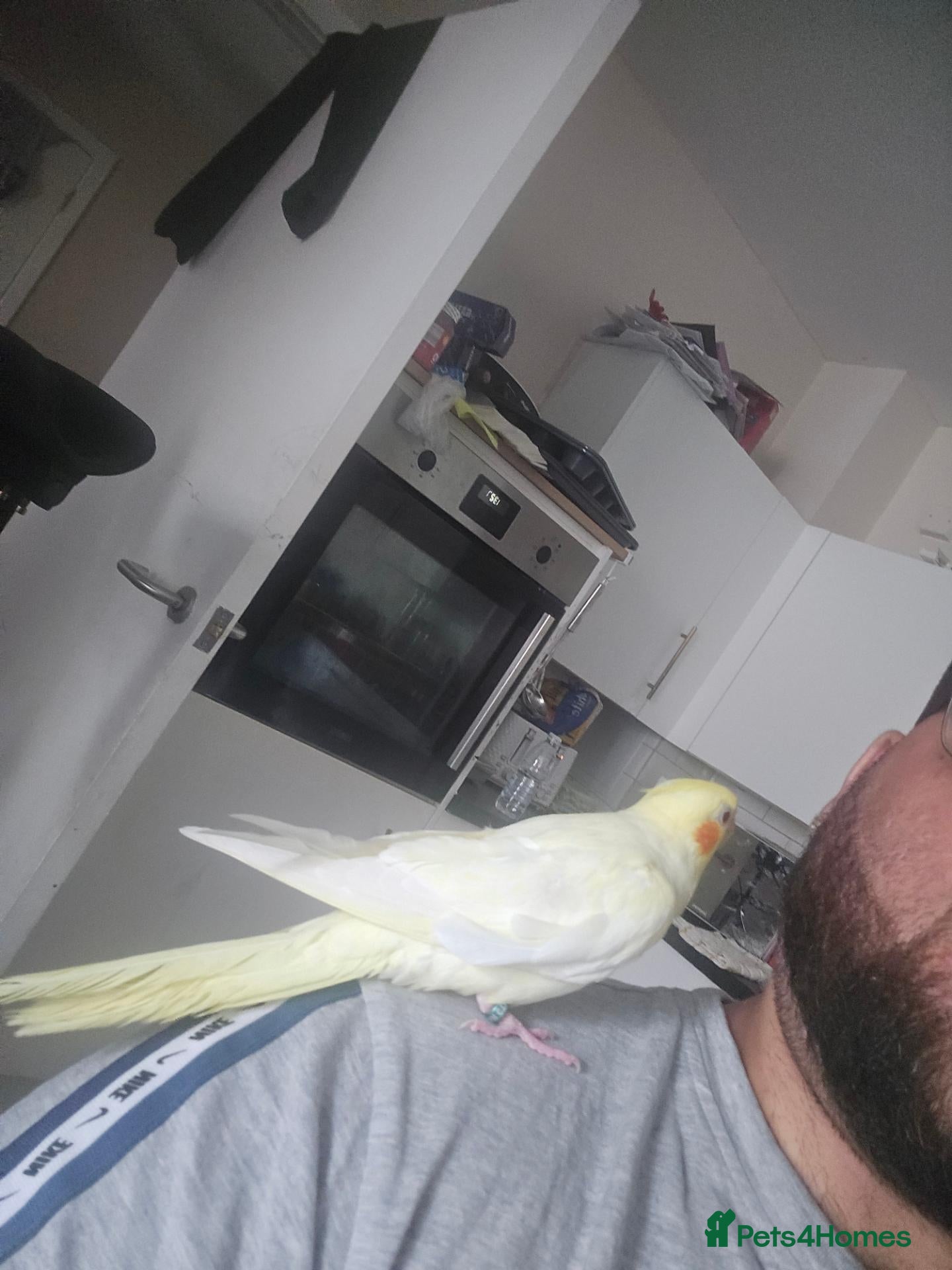 Cockatiels birds Cockatiel  - Advert 2