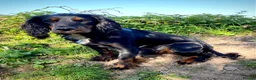 Cocker Spaniel dogs for sale: A beautiful litter of health tested, KC Reg cocker in Barnstaple - Advert 1